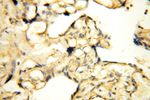 ROGDI Antibody in Immunohistochemistry (Paraffin) (IHC (P))