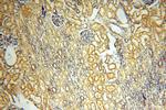 ROGDI Antibody in Immunohistochemistry (Paraffin) (IHC (P))