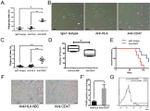 CD47 Antibody in Flow Cytometry (Flow)