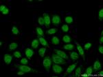 GTF2IRD1 Antibody in Immunocytochemistry (ICC/IF)