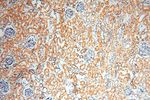 GTF2IRD1 Antibody in Immunohistochemistry (Paraffin) (IHC (P))