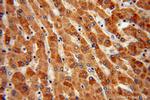 TCTN2 Antibody in Immunohistochemistry (Paraffin) (IHC (P))