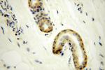 UBE2F Antibody in Immunohistochemistry (Paraffin) (IHC (P))