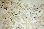 LARP7 Antibody in Immunohistochemistry (Paraffin) (IHC (P))