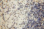 LARP7 Antibody in Immunohistochemistry (Paraffin) (IHC (P))