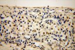 LARP7 Antibody in Immunohistochemistry (Paraffin) (IHC (P))