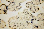 LARP7 Antibody in Immunohistochemistry (Paraffin) (IHC (P))