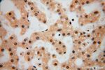 LARP7 Antibody in Immunohistochemistry (Paraffin) (IHC (P))