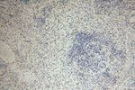 LARP7 Antibody in Immunohistochemistry (Paraffin) (IHC (P))