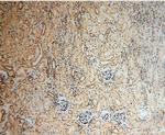 LARP7 Antibody in Immunohistochemistry (Paraffin) (IHC (P))