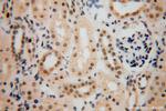 LARP7 Antibody in Immunohistochemistry (Paraffin) (IHC (P))