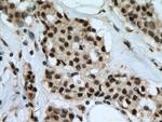 LARP7 Antibody in Immunohistochemistry (Paraffin) (IHC (P))