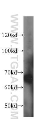 LARP7 Antibody in Western Blot (WB)