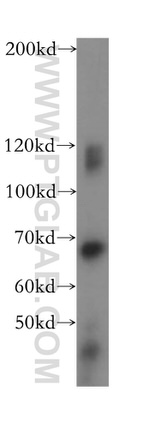 LARP7 Antibody in Western Blot (WB)