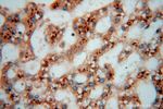 TEX12 Antibody in Immunohistochemistry (Paraffin) (IHC (P))