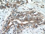 CST6 Antibody in Immunohistochemistry (Paraffin) (IHC (P))