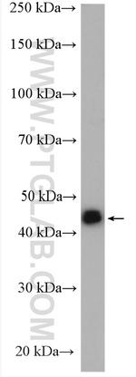 PIP4K2C Antibody in Western Blot (WB)