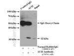 AUH Antibody in Immunoprecipitation (IP)