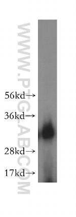 AUH Antibody in Western Blot (WB)