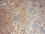 RPL24 Antibody in Immunohistochemistry (Paraffin) (IHC (P))