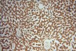 RPL24 Antibody in Immunohistochemistry (Paraffin) (IHC (P))