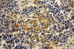 RPL24 Antibody in Immunohistochemistry (Paraffin) (IHC (P))