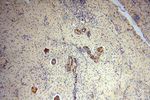 RPL24 Antibody in Immunohistochemistry (Paraffin) (IHC (P))