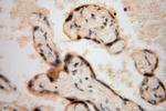 RPL24 Antibody in Immunohistochemistry (Paraffin) (IHC (P))