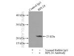 RPL24 Antibody in Immunoprecipitation (IP)