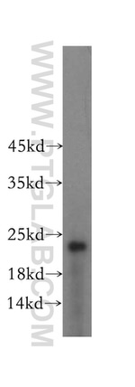 RPL24 Antibody in Western Blot (WB)