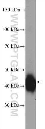 LUC7L Antibody in Western Blot (WB)