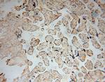 TUBGCP4 Antibody in Immunohistochemistry (Paraffin) (IHC (P))