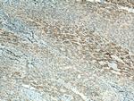 OAT Antibody in Immunohistochemistry (Paraffin) (IHC (P))