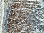 MFF Antibody in Immunohistochemistry (Paraffin) (IHC (P))