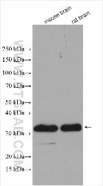 MFF Antibody in Western Blot (WB)