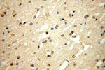 MFF Antibody in Immunohistochemistry (Paraffin) (IHC (P))