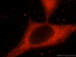 MFF Antibody in Immunocytochemistry (ICC/IF)