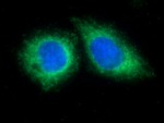 MFF Antibody in Immunocytochemistry (ICC/IF)