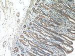 MFF Antibody in Immunohistochemistry (Paraffin) (IHC (P))