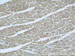 MFF Antibody in Immunohistochemistry (Paraffin) (IHC (P))