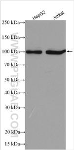 LARS2 Antibody in Western Blot (WB)