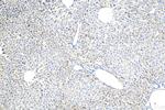 DGAT2 Antibody in Immunohistochemistry (Paraffin) (IHC (P))