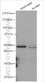 DGAT2 Antibody in Western Blot (WB)