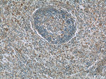 GNPDA2 Antibody in Immunohistochemistry (Paraffin) (IHC (P))