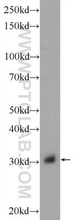 GNPDA2 Antibody in Western Blot (WB)