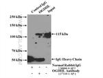 OGDHL Antibody in Immunoprecipitation (IP)