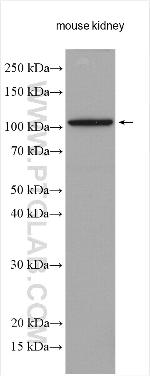 OGDHL Antibody in Western Blot (WB)