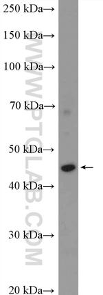 PERLD1 Antibody in Western Blot (WB)