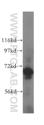 ATP6V1A Antibody in Western Blot (WB)