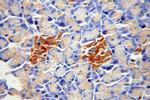 ATP6V1A Antibody in Immunohistochemistry (Paraffin) (IHC (P))